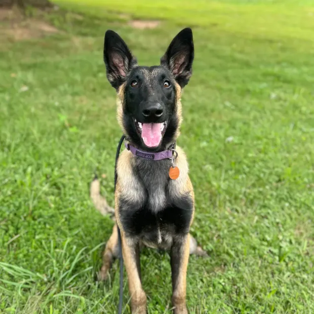 Dependable Dog training in Maryland