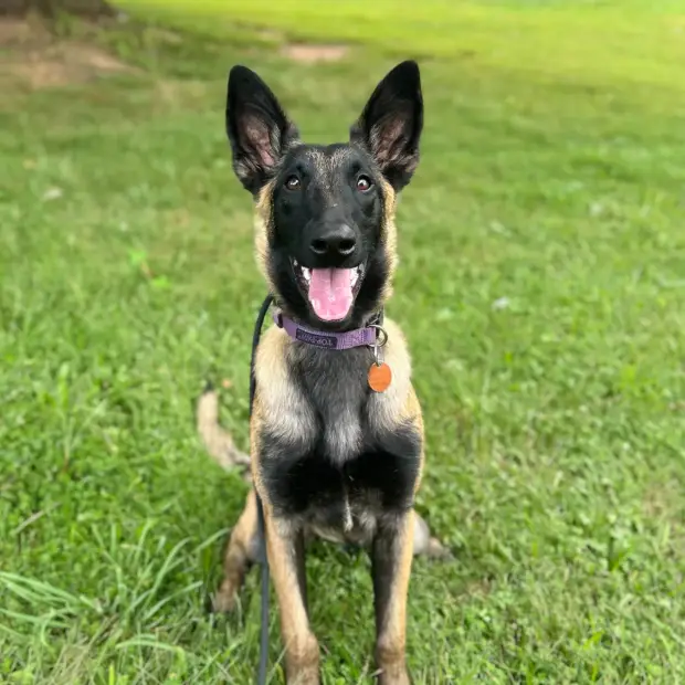 Dependable Dog training in Maryland