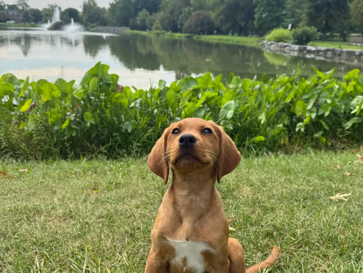 Puppy Training