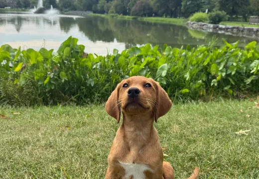 Puppy Training