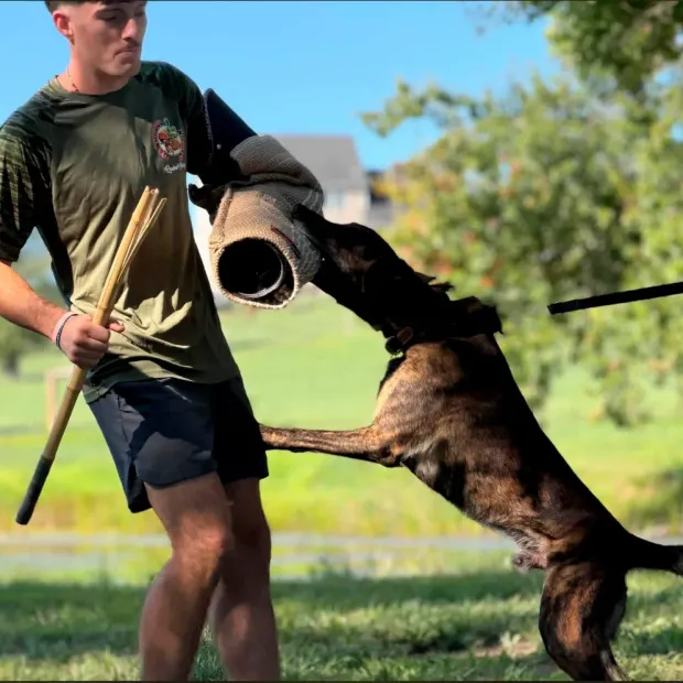 Dependable Dog training in Maryland